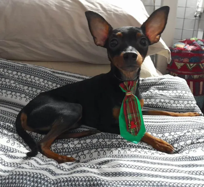 Cachorro ra a Pincher idade 7 a 11 meses nome Chico