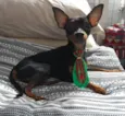 Chico