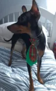 Chico