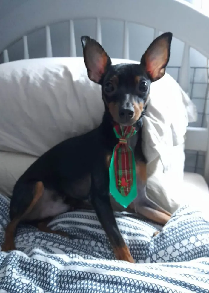 Cachorro ra a Pincher idade 7 a 11 meses nome Chico