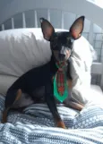 Chico