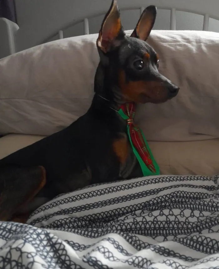 Cachorro ra a Pincher idade 7 a 11 meses nome Chico