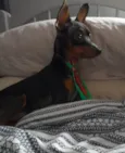 Chico