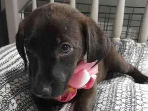 Cachorro raça SRD-ViraLata idade 2 a 6 meses nome Filhotes 2 meses