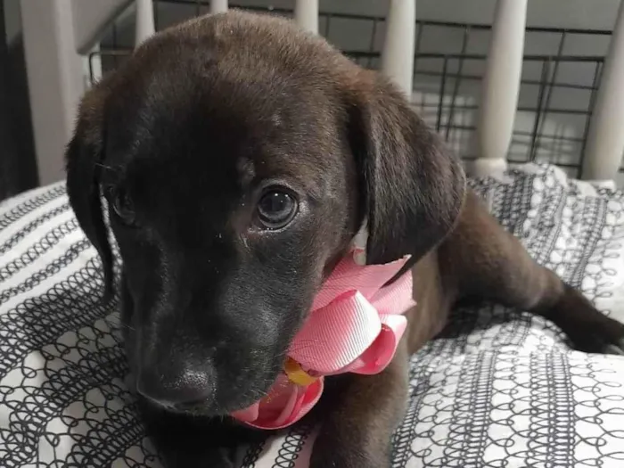 Cachorro ra a SRD-ViraLata idade 2 a 6 meses nome Filhotes 2 meses