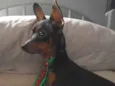 Chico