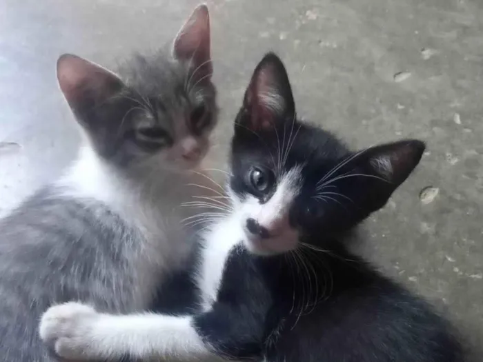 Gato ra a Vira lata idade 2 a 6 meses nome Sem nome