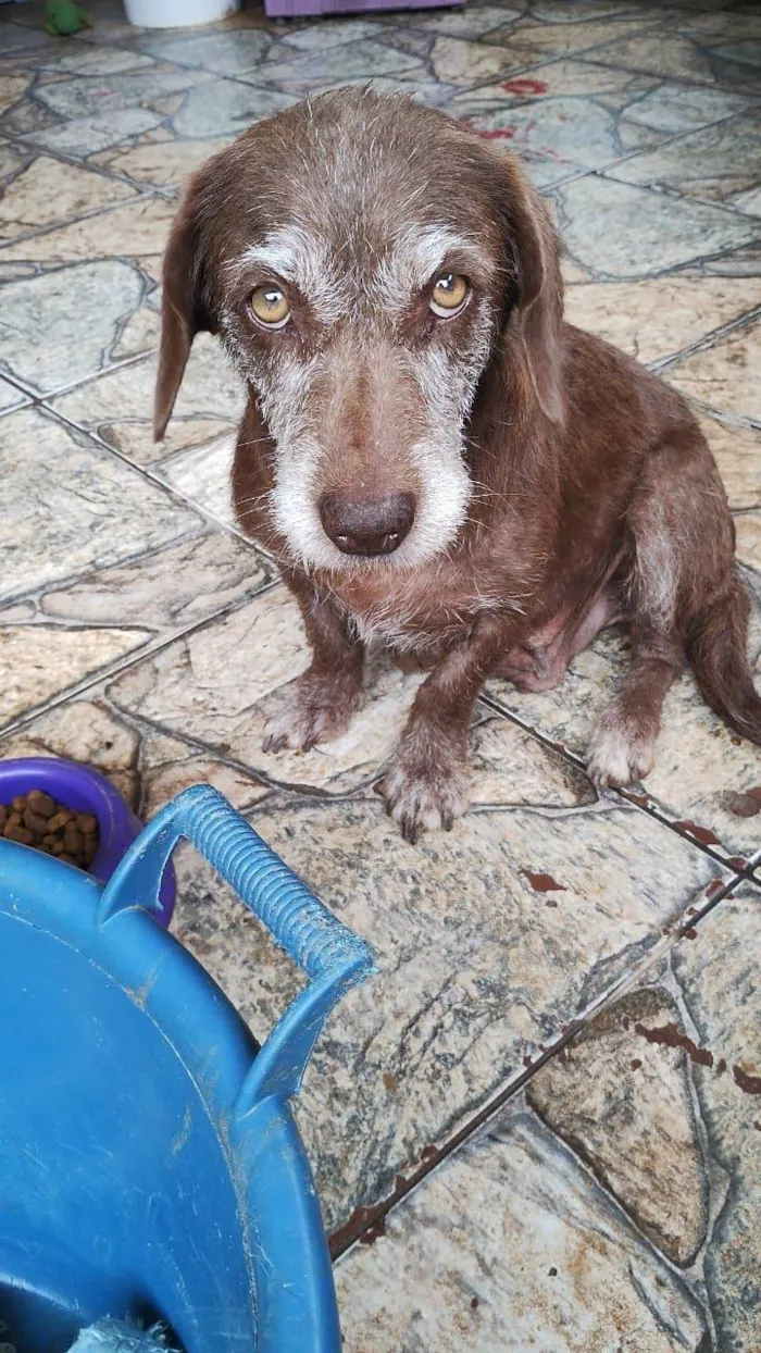 Cachorro ra a SRD idade 2 anos nome MEL