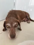 MEL