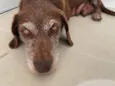 MEL