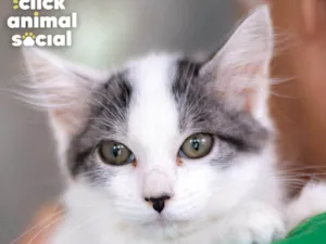 Gato raça SRD-ViraLata idade 2 a 6 meses nome MEL