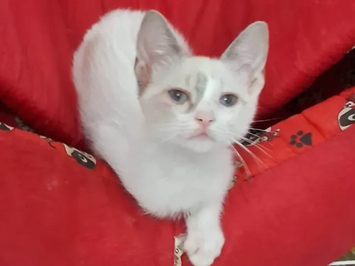 Gato ra a SRD-ViraLata idade 2 a 6 meses nome AMORA