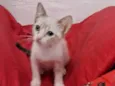 ANANDA