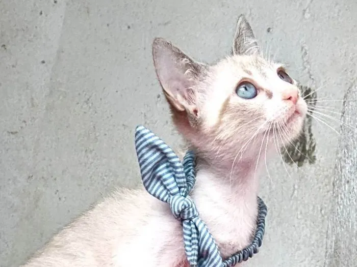 Gato ra a SRD-ViraLata idade 2 a 6 meses nome ANANDA