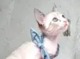 ANANDA
