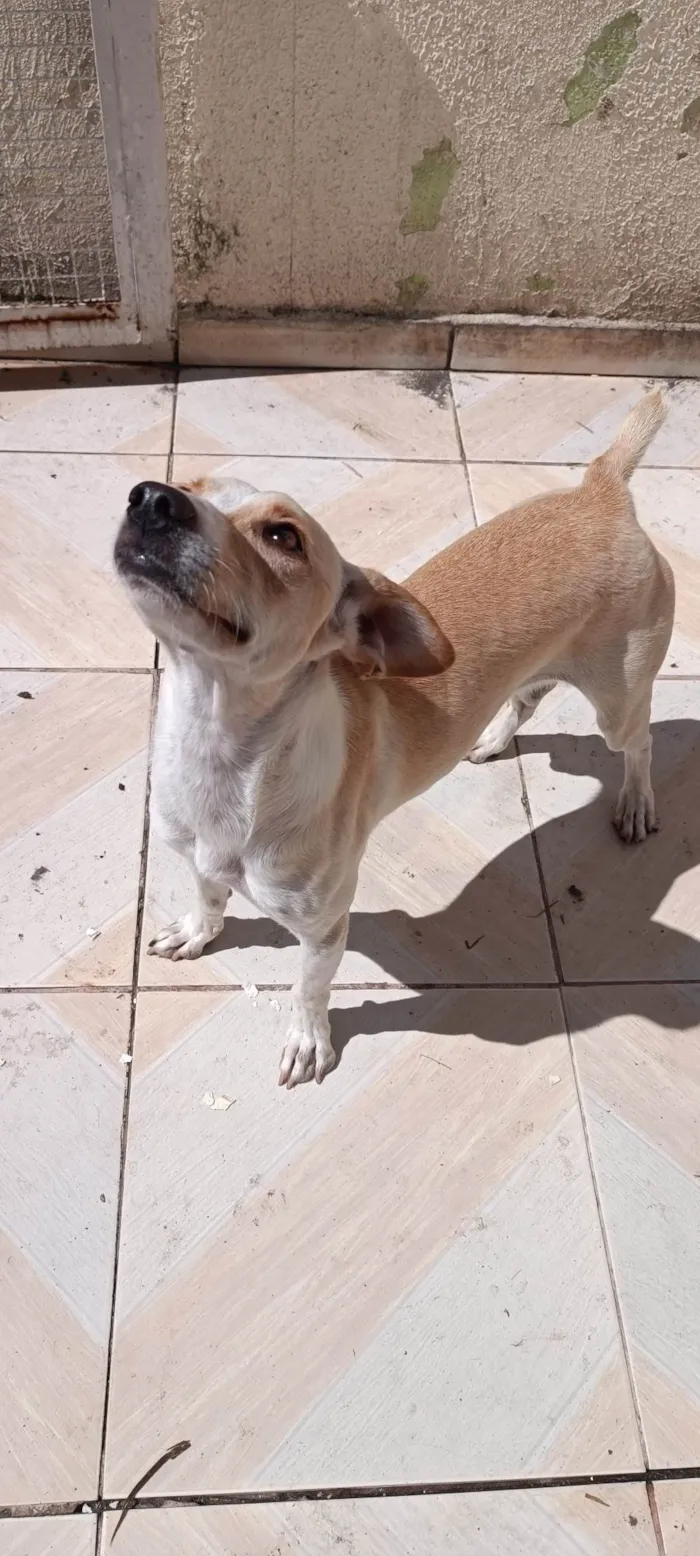 Cachorro ra a SRD-ViraLata idade 2 anos nome Luna