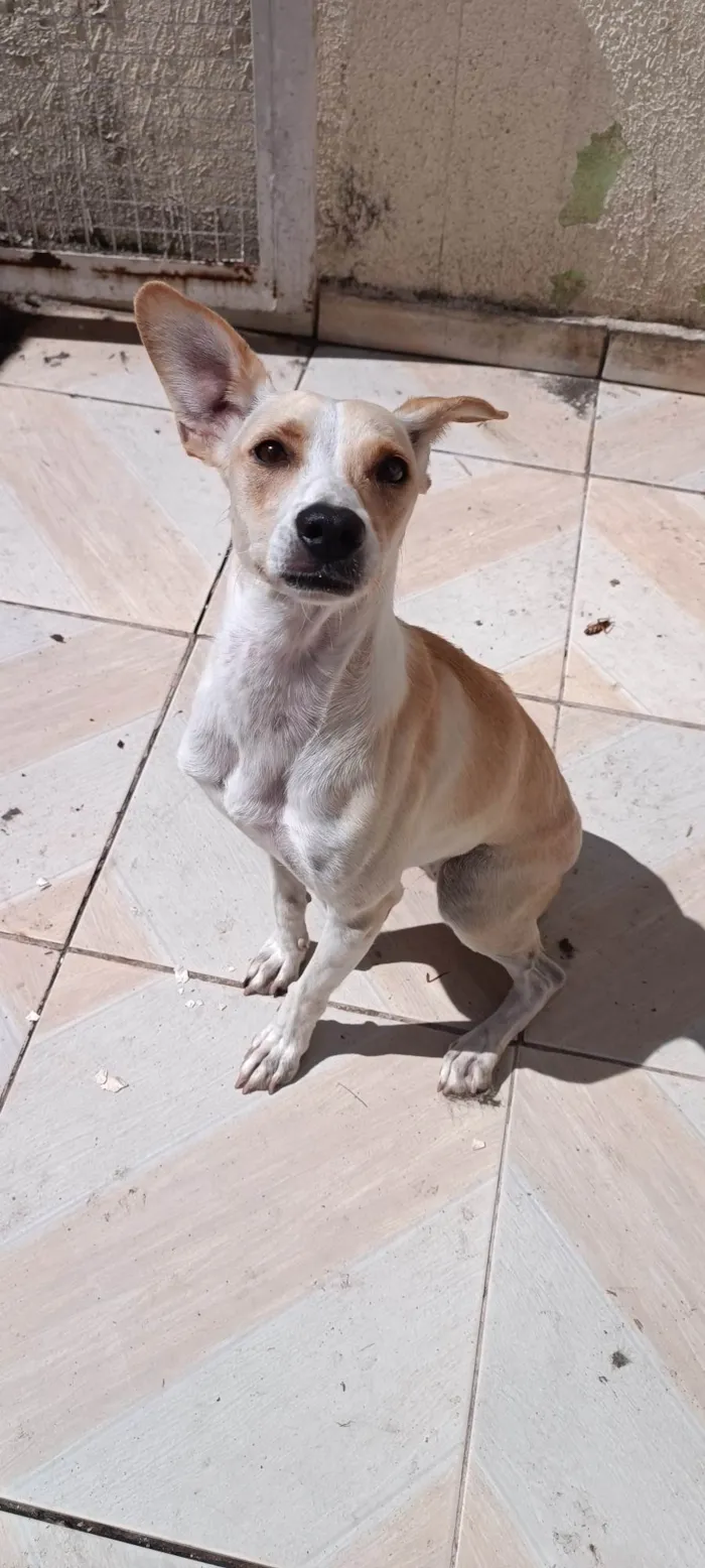 Cachorro ra a SRD-ViraLata idade 2 anos nome Luna