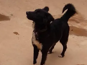 Cachorro raça Vira-latas  com boldemcolem idade 6 ou mais anos nome Akira