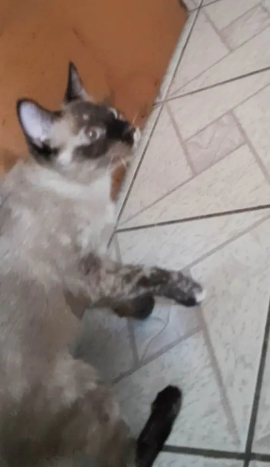 Gato ra a SRD-ViraLata idade 1 ano nome Amora 