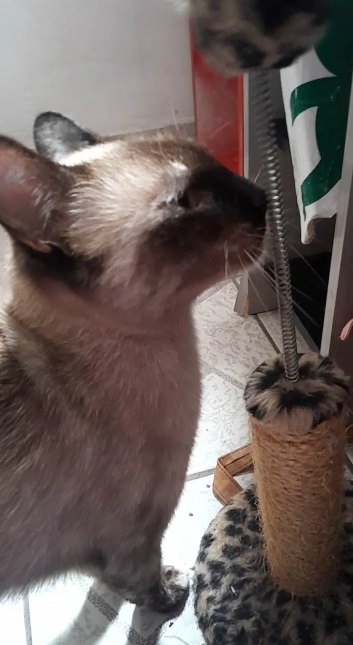 Gato ra a SRD-ViraLata idade 1 ano nome Amora 