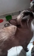 Amora 