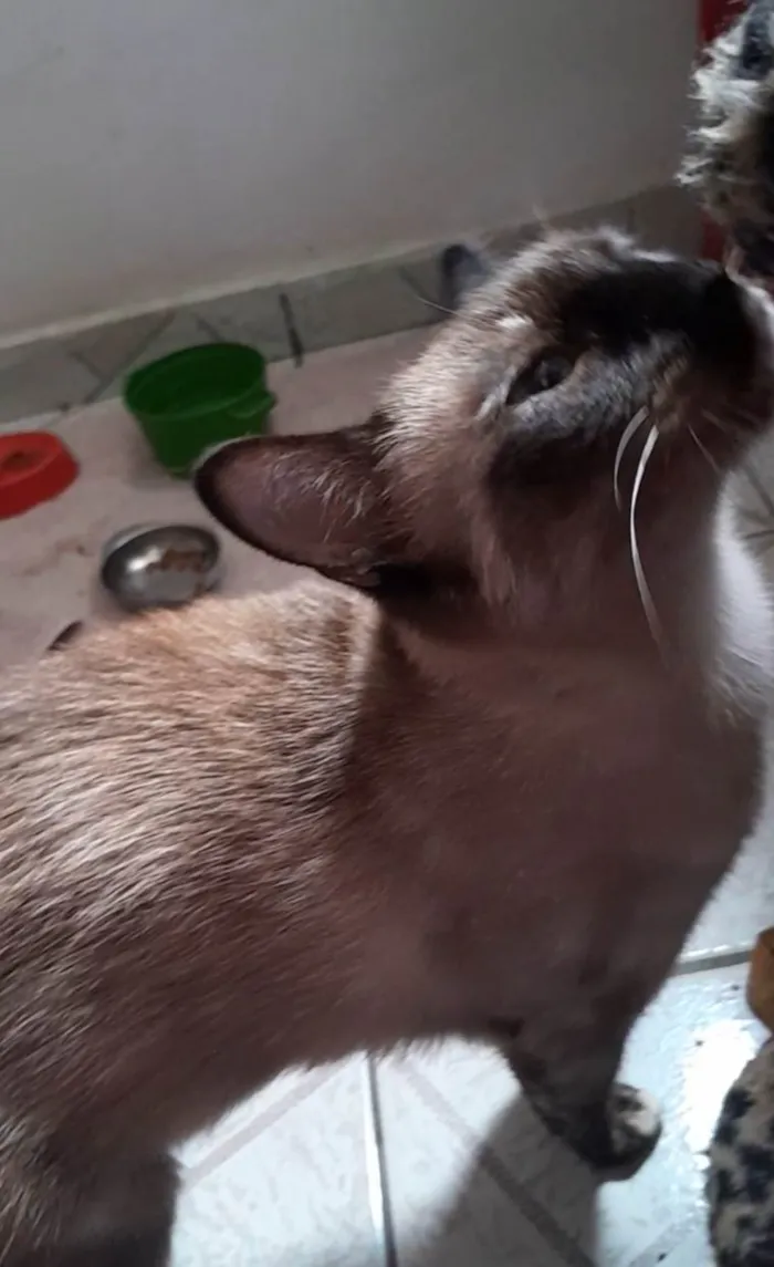 Gato ra a SRD-ViraLata idade 1 ano nome Amora 