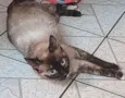 Amora 