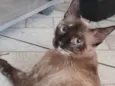 Amora 