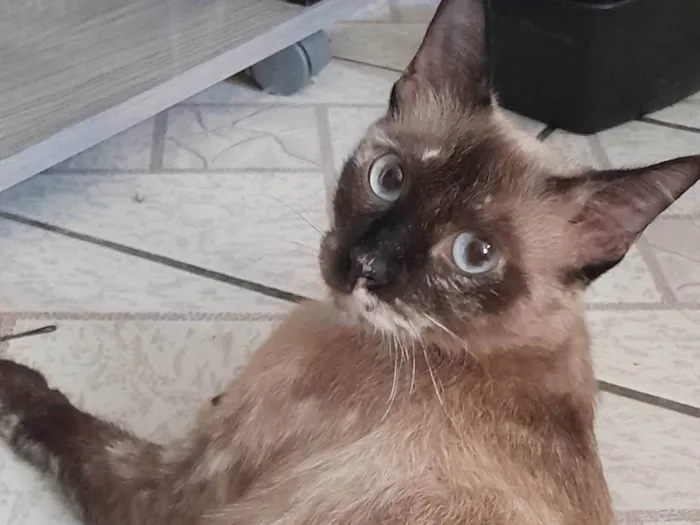 Gato ra a SRD-ViraLata idade 1 ano nome Amora 