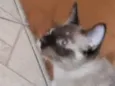 Amora 