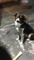Luppy