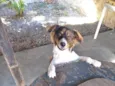 Luppy