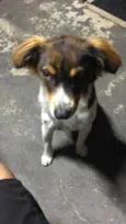 Luppy