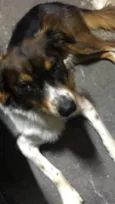 Luppy