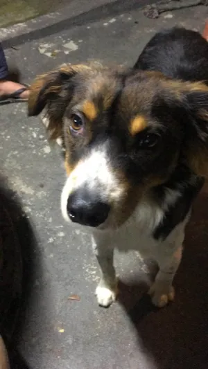 Cachorro raça SRD-ViraLata idade 7 a 11 meses nome Luppy