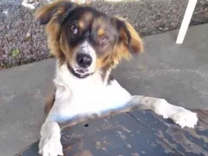 Cachorro raça SRD-ViraLata idade 7 a 11 meses nome Luppy