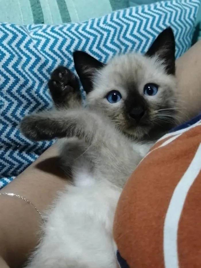Gato ra a Srd idade  nome .