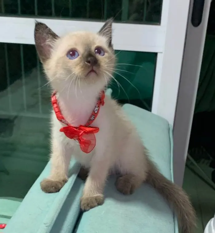 Gato ra a Srd idade  nome .