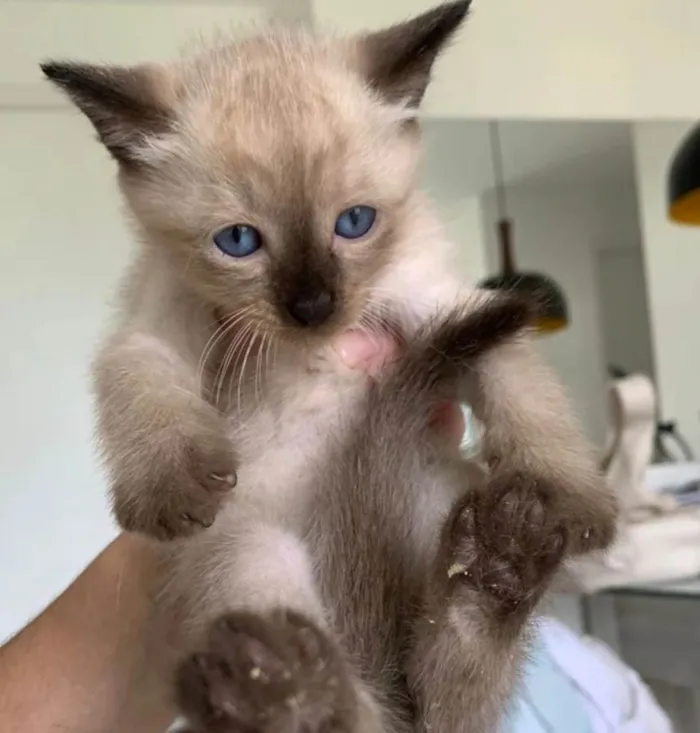 Gato ra a Srd idade  nome .