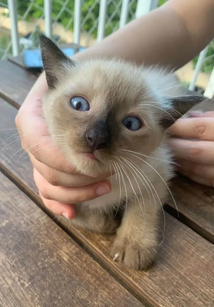 Gato ra a Srd idade  nome .