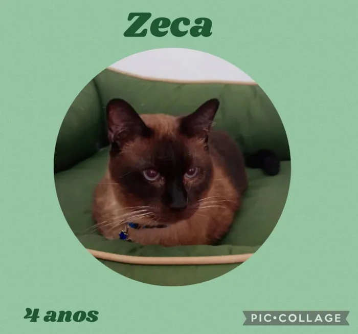 Gato ra a Siames idade 4 anos nome Zeca