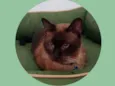 Zeca