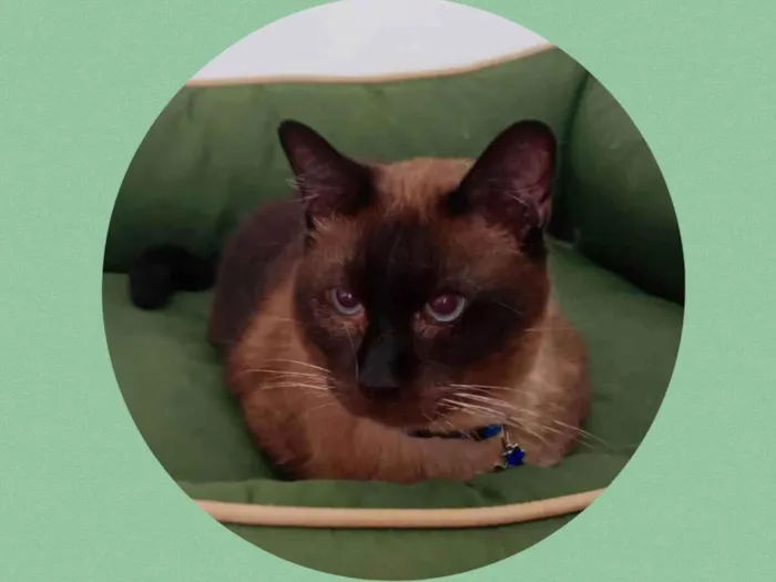 Gato ra a Siames idade 4 anos nome Zeca