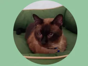 Gato raça Siames idade 4 anos nome Zeca