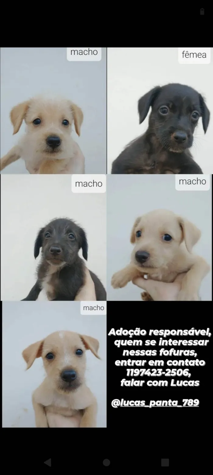 Cachorro ra a SRD idade Abaixo de 2 meses nome (sem nome)