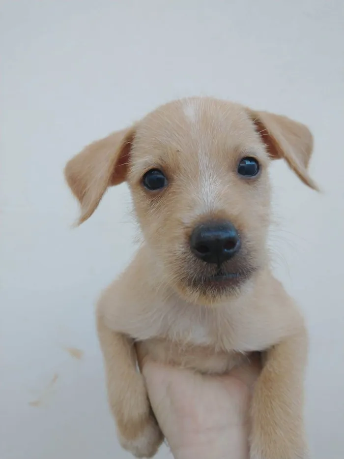 Cachorro ra a SRD idade Abaixo de 2 meses nome (sem nome)