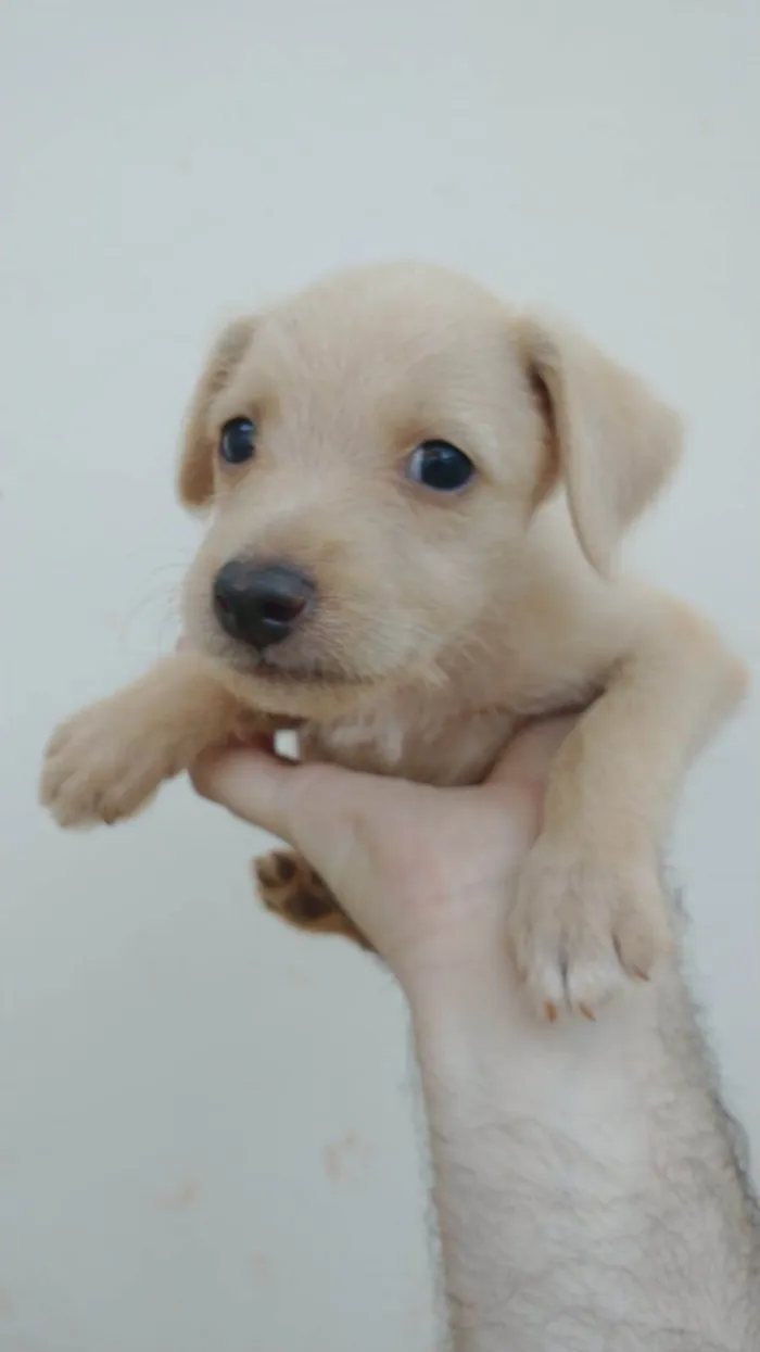 Cachorro ra a SRD idade Abaixo de 2 meses nome (sem nome)
