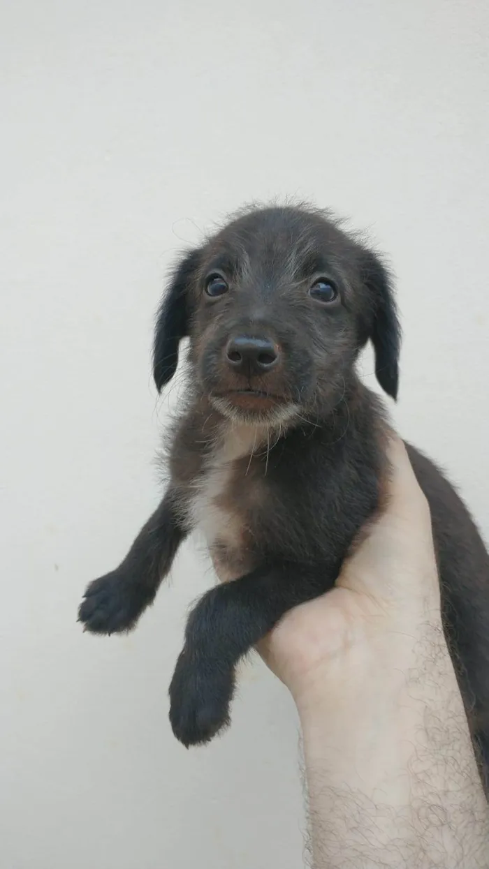 Cachorro ra a SRD idade Abaixo de 2 meses nome (sem nome)