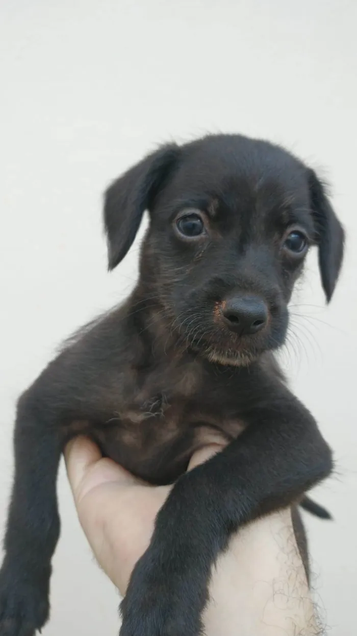 Cachorro ra a SRD idade Abaixo de 2 meses nome (sem nome)