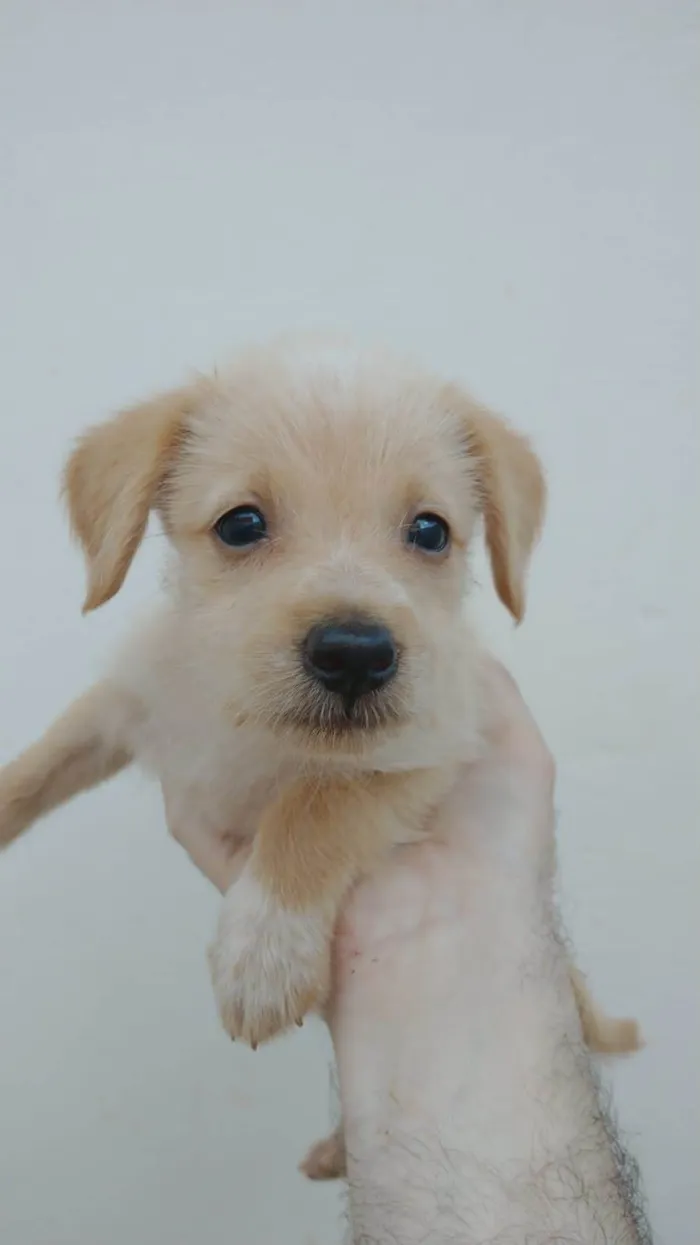 Cachorro ra a SRD idade Abaixo de 2 meses nome (sem nome)